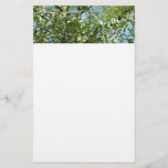 Branches of Dogwood Blossoms Spring Trees Stationery