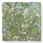 Branches of Dogwood Blossoms Spring Trees Stone Coaster