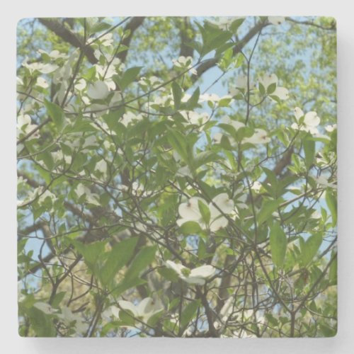 Branches of Dogwood Blossoms Spring Trees Stone Coaster