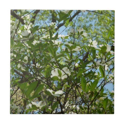 Branches of Dogwood Blossoms Spring Trees Tile