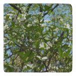 Branches of Dogwood Blossoms Spring Trees Trivet