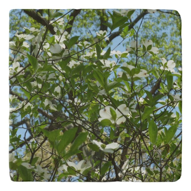 Branches of Dogwood Blossoms Spring Trees Trivet (Front)