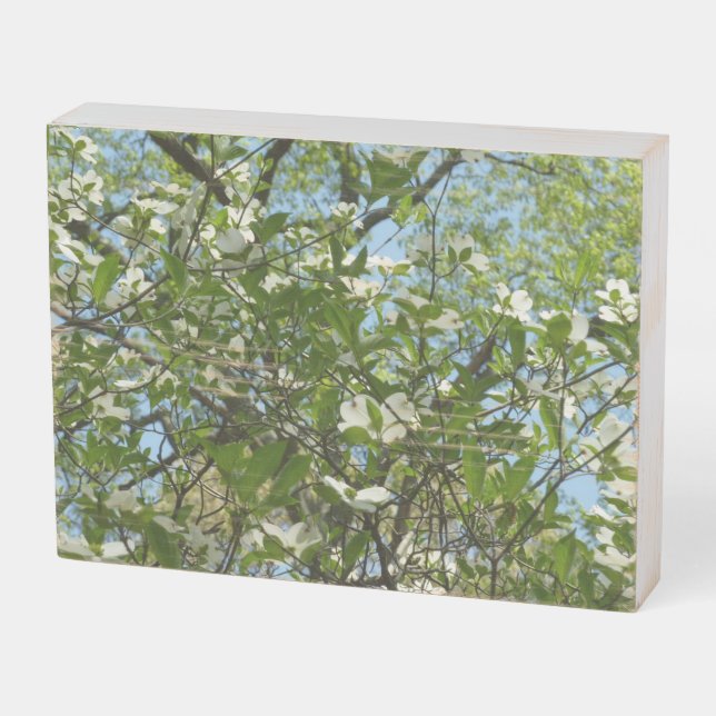 Branches of Dogwood Blossoms Spring Trees Wooden Box Sign (Angled Horizontal)