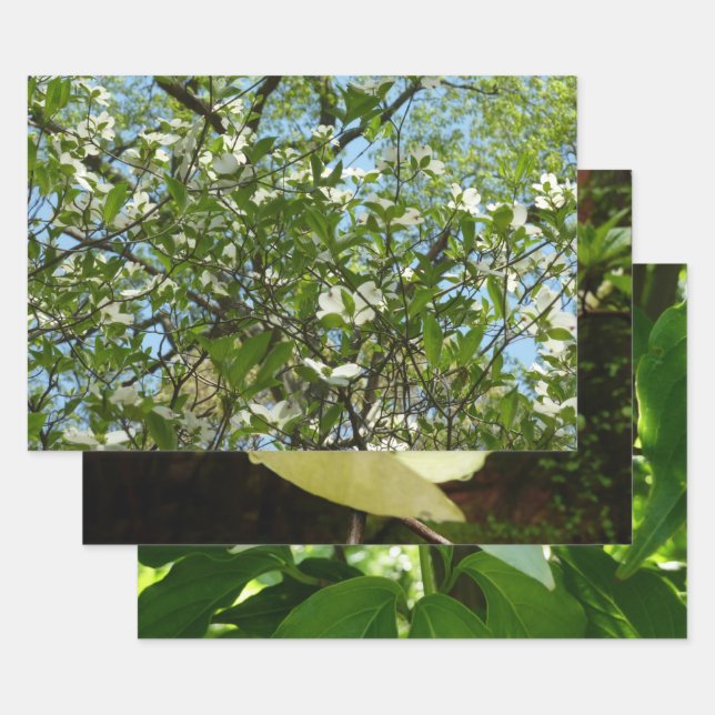 Branches of Dogwood Blossoms Spring Trees Wrapping Paper Sheets (Set)