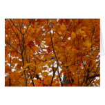 Branches of Maple Leaves I Orange Autumn