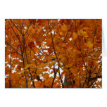 Branches of Maple Leaves I Orange Autumn Cards