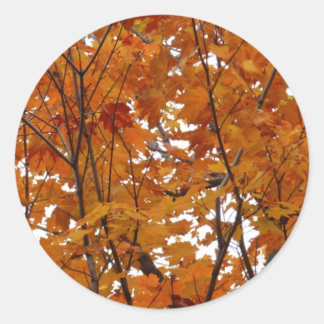 Branches of Maple Leaves I Orange Autumn Classic Round Sticker (Front)