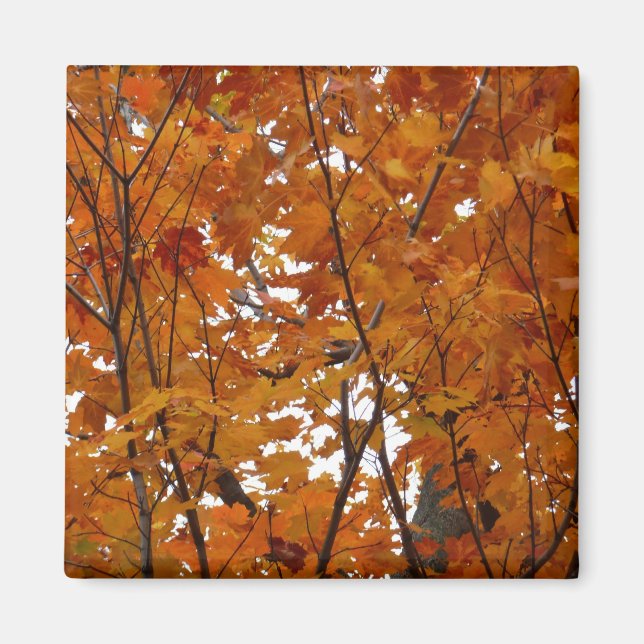 Branches of Maple Leaves I Orange Autumn Magnet (Front)