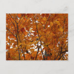 Branches of Maple Leaves I Orange Autumn Postcard