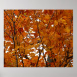 Branches of Maple Leaves I Orange Autumn Poster