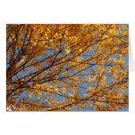 Branches of Maple Leaves II Orange Autumn Cards