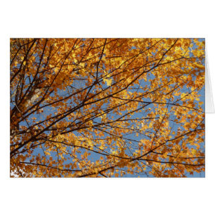 Branches of Maple Leaves II Orange Autumn Cards