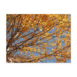 Branches of Maple Leaves II Orange Autumn Postcard