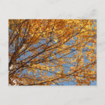 Branches of Maple Leaves II Orange Autumn Postcard