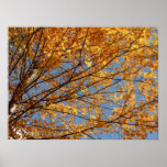 Branches of Maple Leaves II Orange Autumn Poster