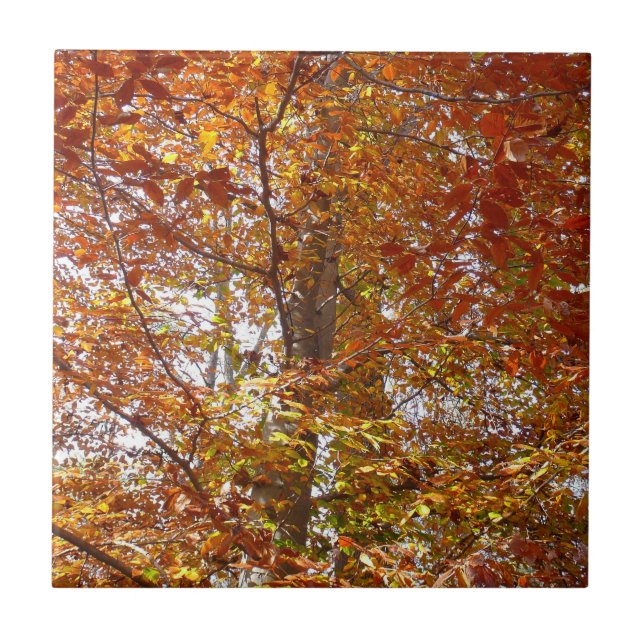 Branches of Orange Leaves Autumn Nature Ceramic Tile (Front)