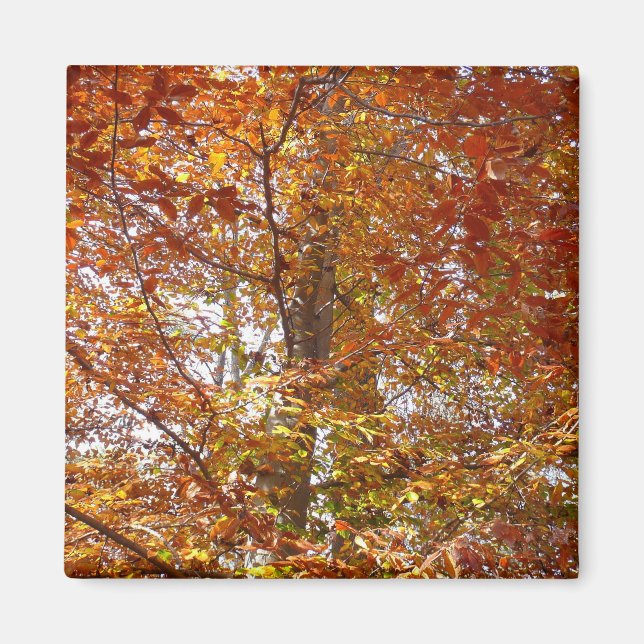 Branches of Orange Leaves Autumn Nature Magnet (Front)
