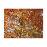 Branches of Orange Leaves Autumn Nature Postcard