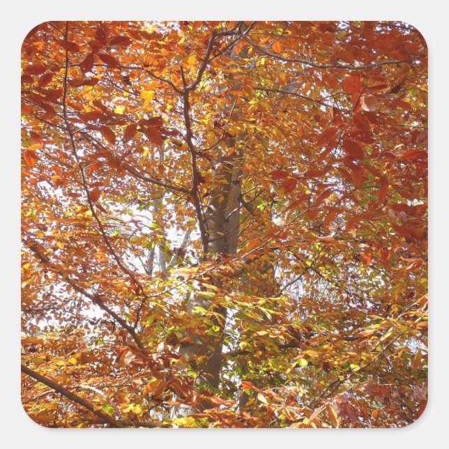 Branches of Orange Leaves Autumn Nature Square Sticker (Front)