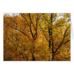 Branches of Yellow Leaves Bright Autumn Colorful Cards