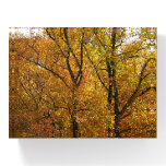 Branches of Yellow Leaves Bright Autumn Colorful Paperweight