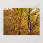 Branches of Yellow Leaves Bright Autumn Colorful Postcard