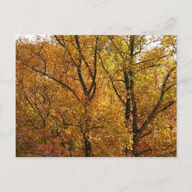 Branches of Yellow Leaves Bright Autumn Colorful Postcard (Front)