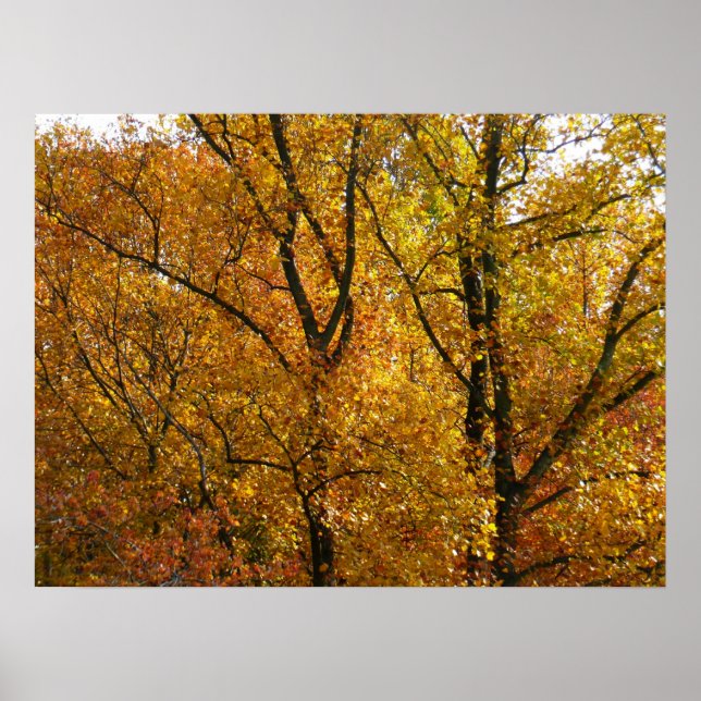 Branches of Yellow Leaves Bright Autumn Colorful Poster (Front)