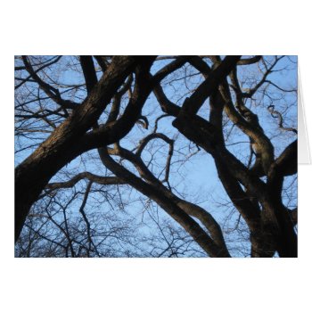 Branching Out by judynd at Zazzle