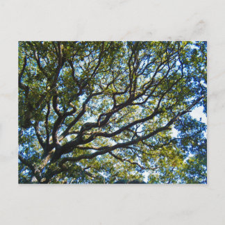 Branching Out Postcard