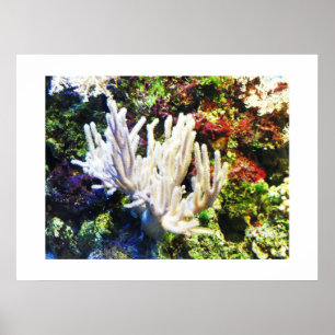 Branching white coral poster