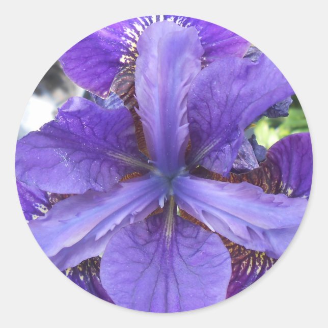 Brandeis Classic Round Sticker (Front)