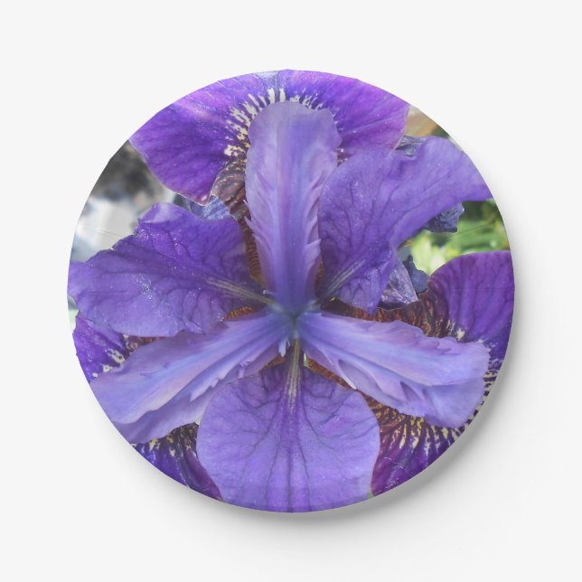 Brandeis Paper Plates (Front)