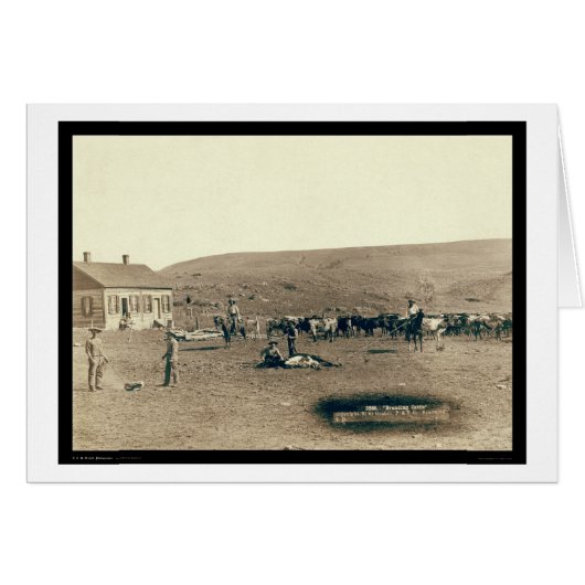Branding Cattle SD 1891 Cards (Front Horizontal)
