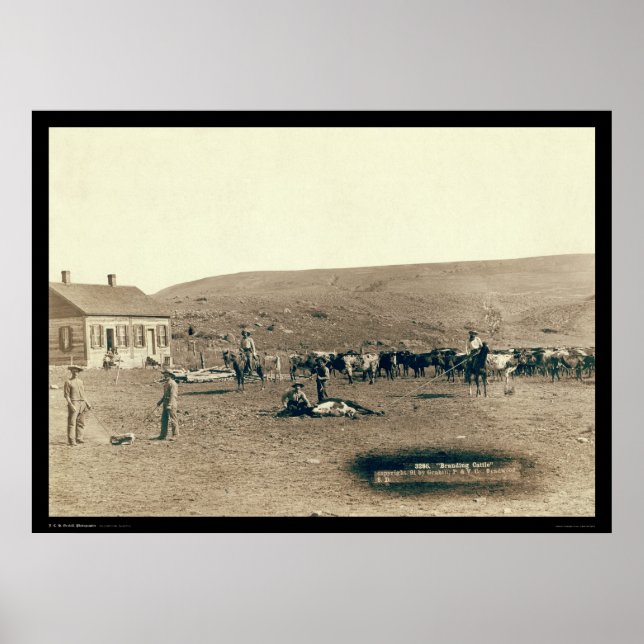 Branding Cattle SD 1891 Poster (Front)