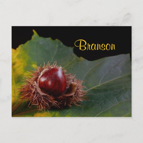 Branson Missouri Autumn Leaf With Nut Postcard