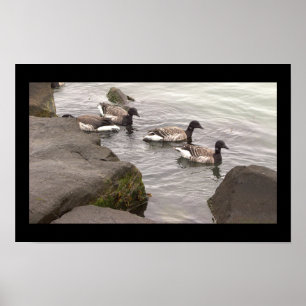 Brant Geese in Ocean Poster