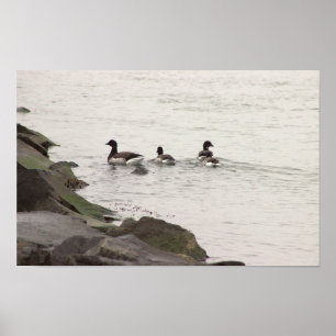 Brant Geese in Ocean Poster
