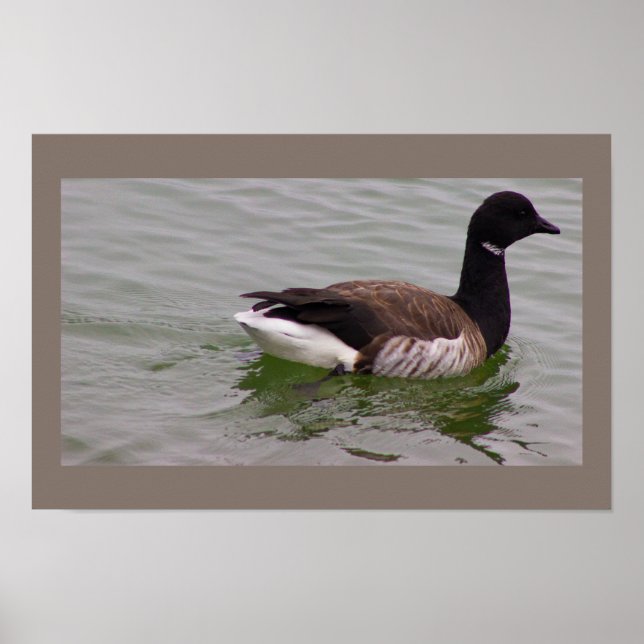 Brant Goose Photo Poster (Front)