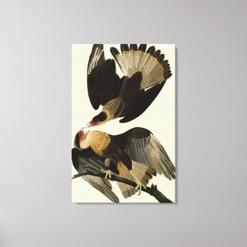 Brasilian Caracara Eagle Audubon Birds of America Canvas Print