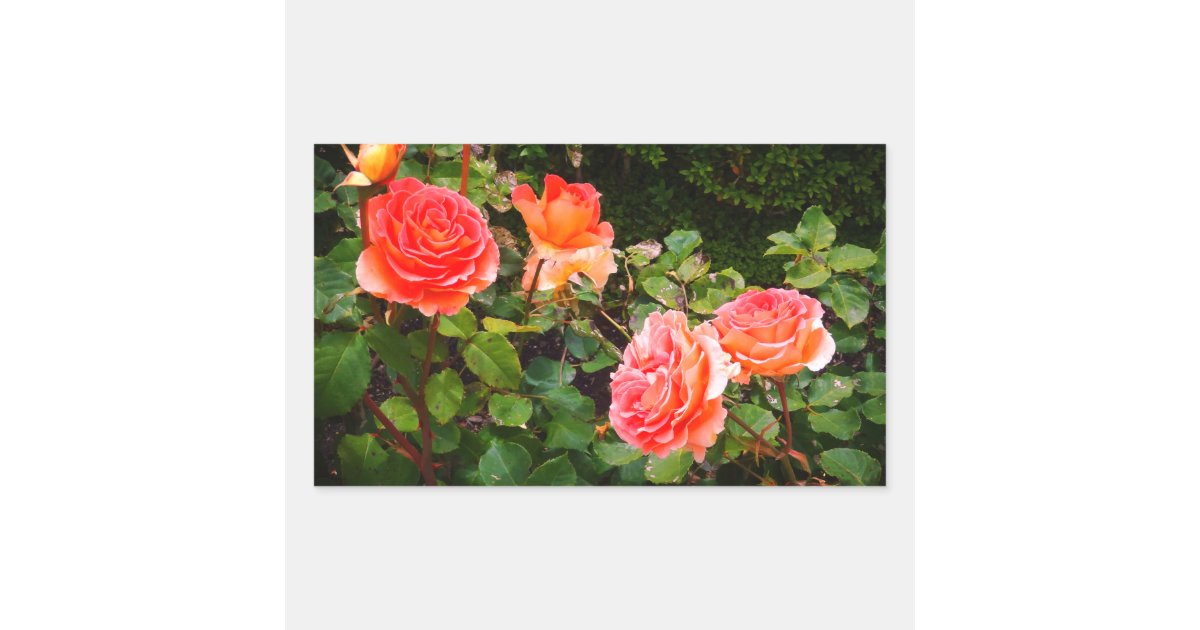 Brass Band Rose #1 Rectangular Stickers | Zazzle
