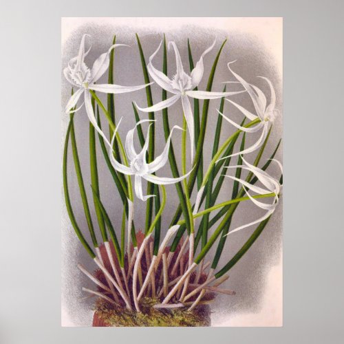 Brassavola Cuculatta Vintage White Orchids Poster