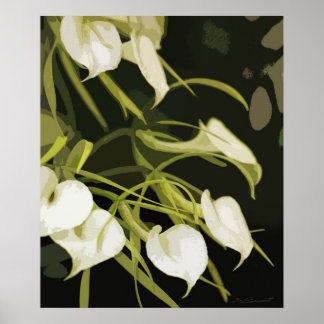 Brassavola Orchid Art Print -20x24 -or smaller