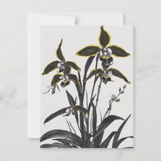 Brassia Orchids Modern Art Postcard
