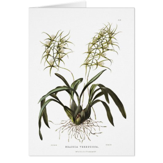 Brassia verrucosa cards (Front)