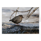 Brave American Dipper (Front Horizontal)