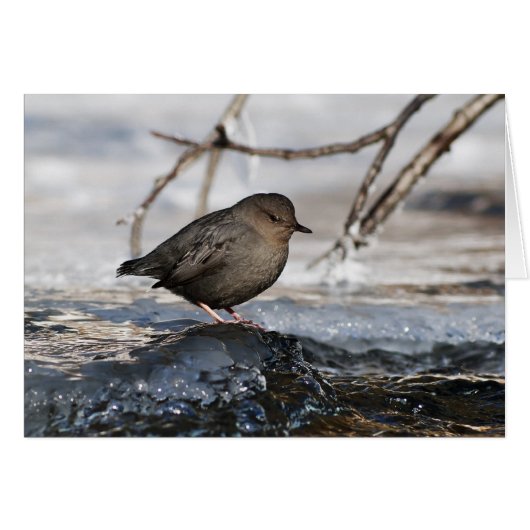 Brave American Dipper Cards (Front Horizontal)