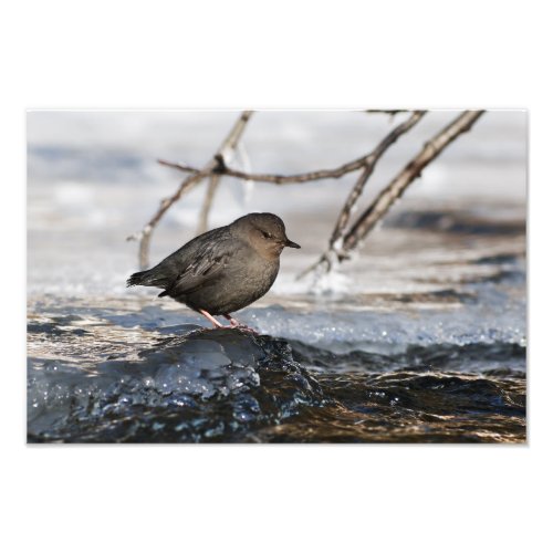 Brave American Dipper Photo Print