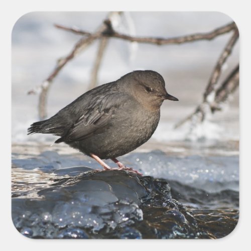 Brave American Dipper Square Sticker