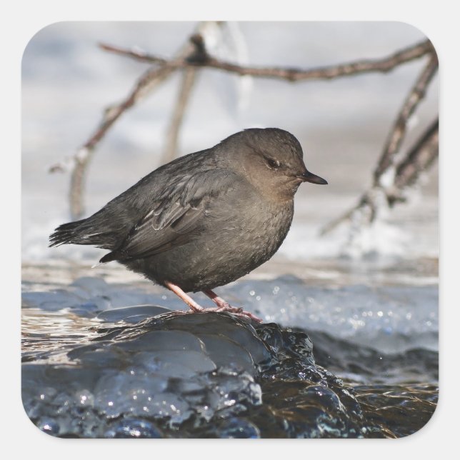 Brave American Dipper Square Sticker (Front)